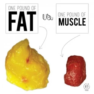 Fat versus Muscle?? - The Social and Health Research Center