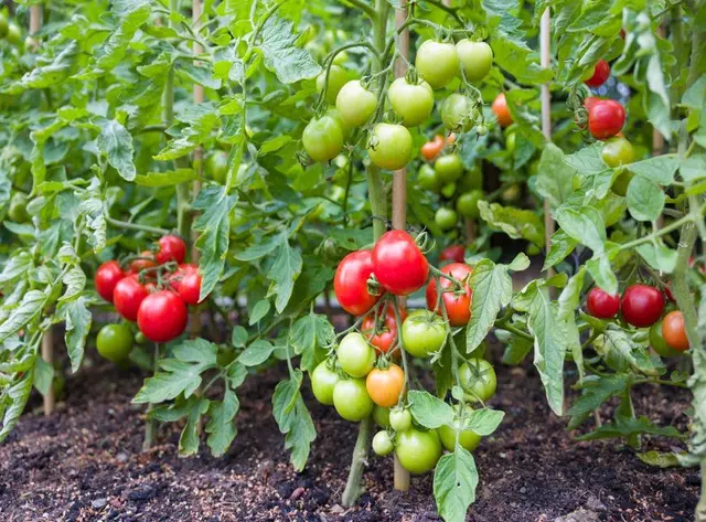 Tomato Vegetables or Fruits